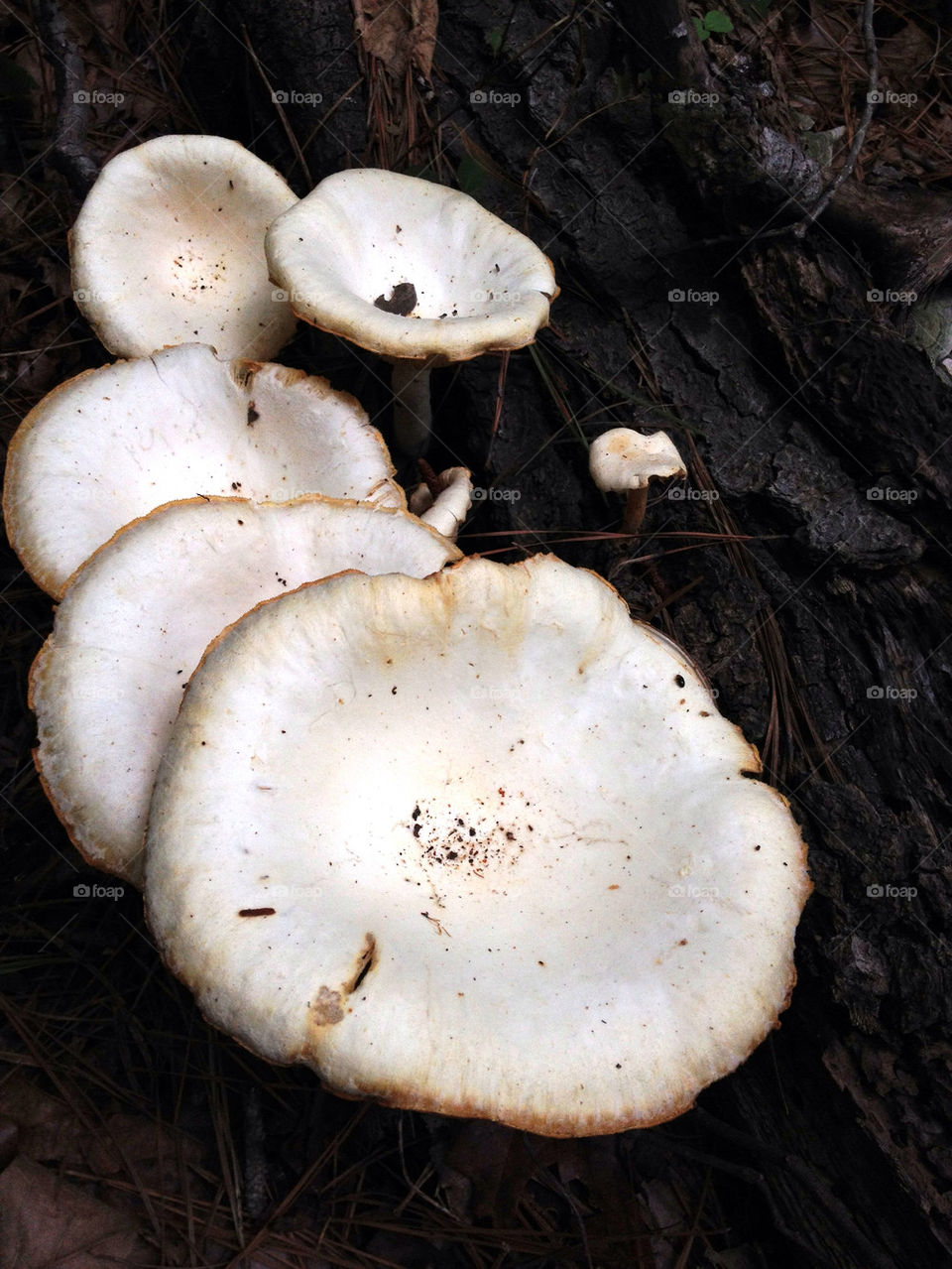 summer forest mushroom decay by mcrisrivera
