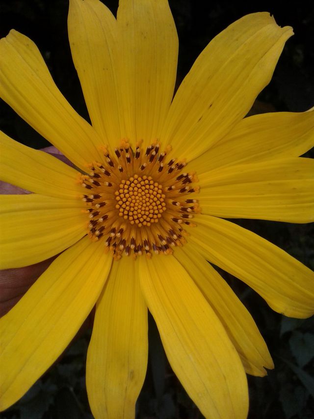 yellow sunshaped flower, sunflower, petals, flora