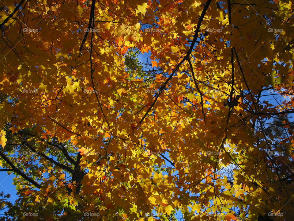 Fall tree canopy
