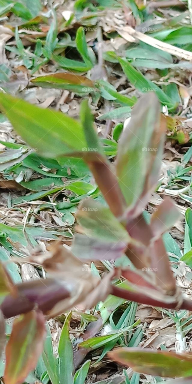 rumput yang bergoyang