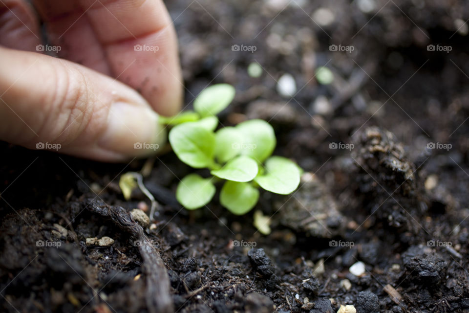 Woman hand holding small plant