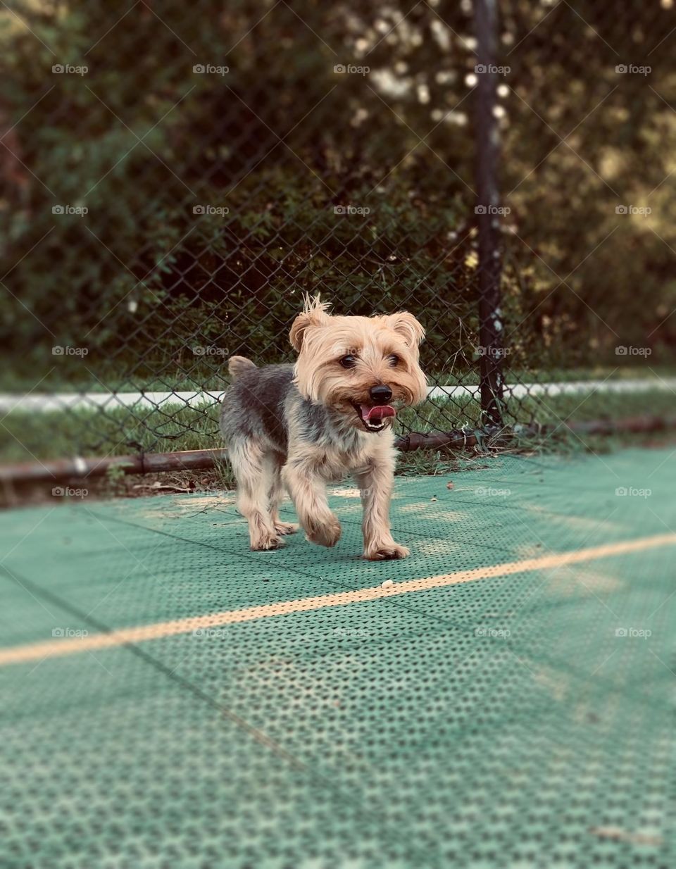 Happy puppy! Play time with my yorkie!