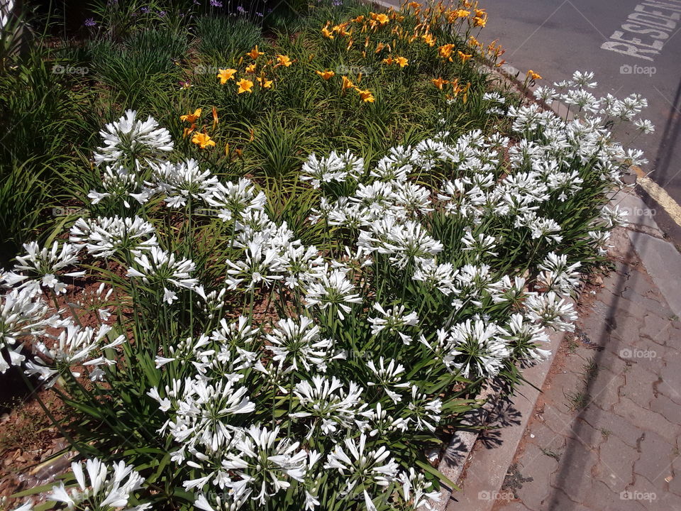 colourful flower plants at the street.