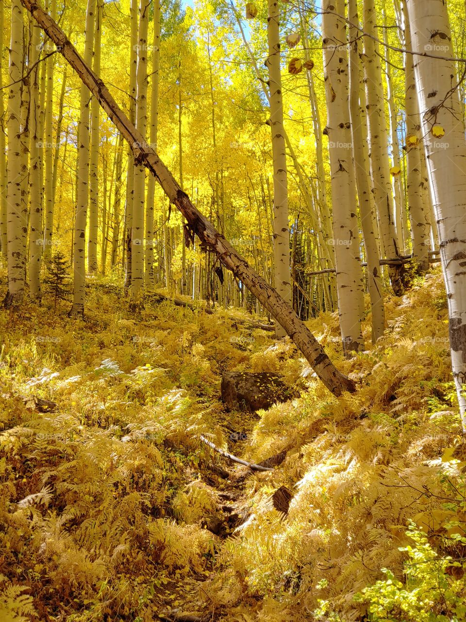 Fall's golden splendor covers the soft fern carpet in this autumn forest of shimmering Aspen trees.