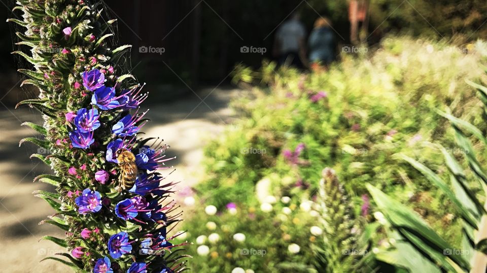 California, coast, flower, bee, garden