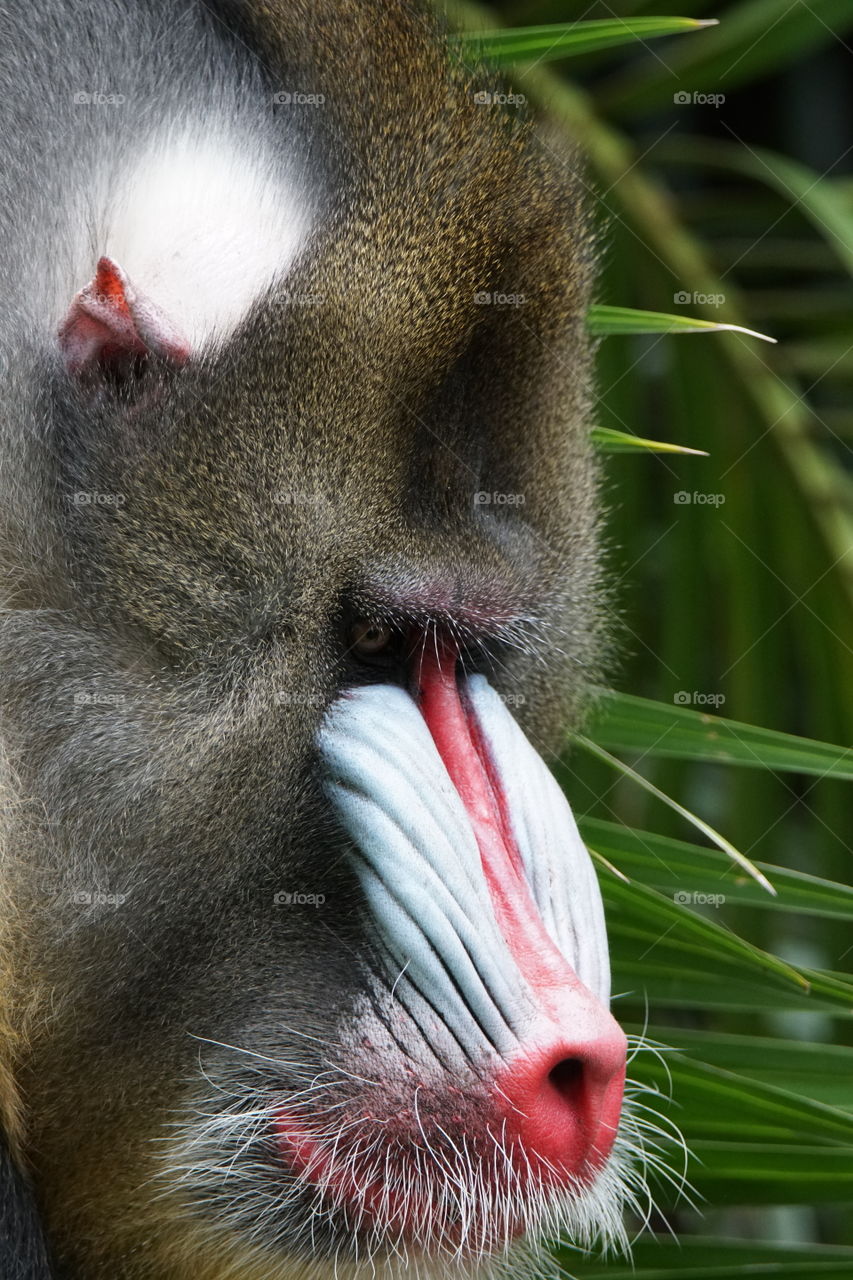 Bull mandrill