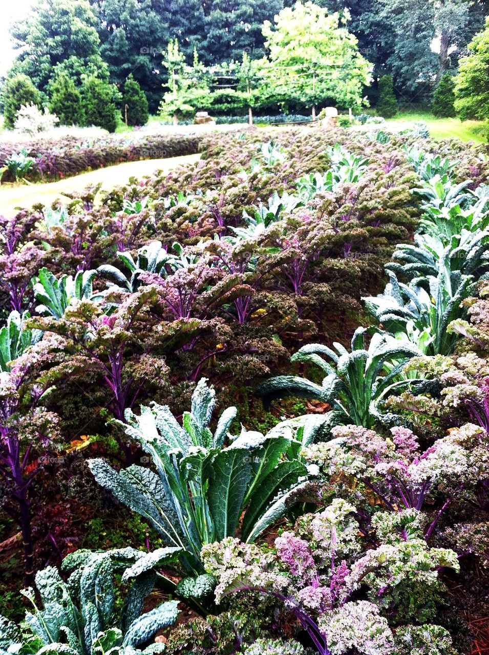 Kale field