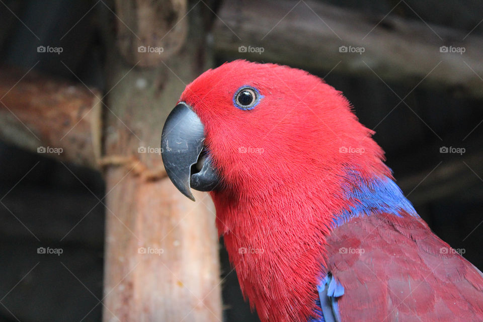 A beautiful red parrot