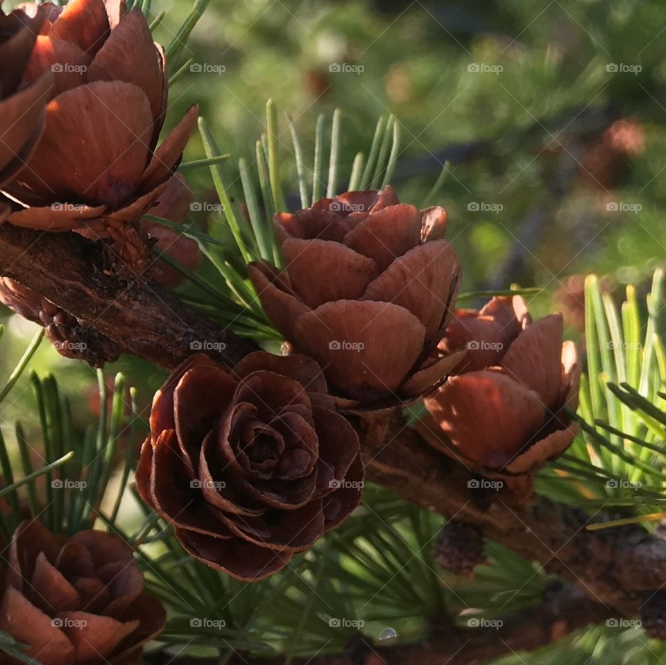 Ever noticed how blooming pinecones look like roses? 