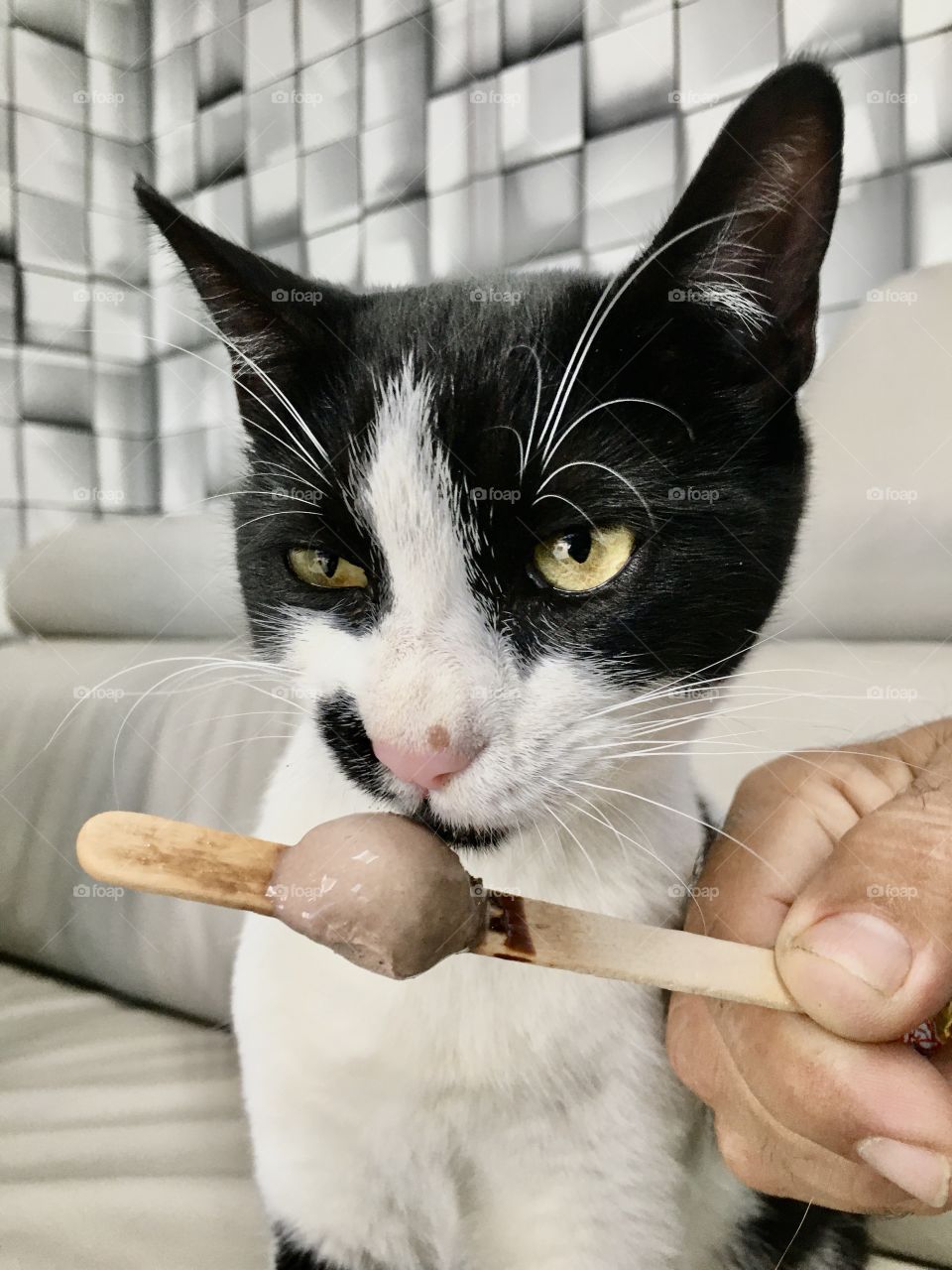 Ice cream cat