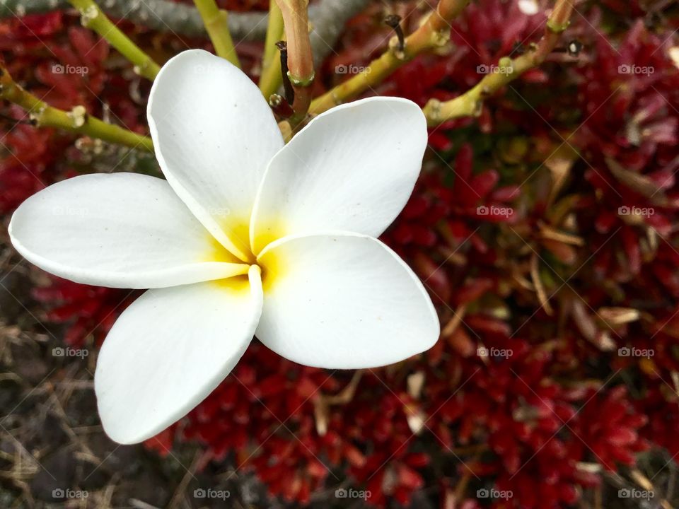 Plumeria flower above a bed of bromeliads