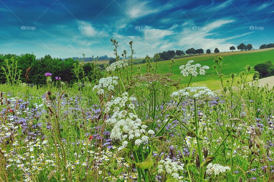 Blumenwiese in der Landschaft