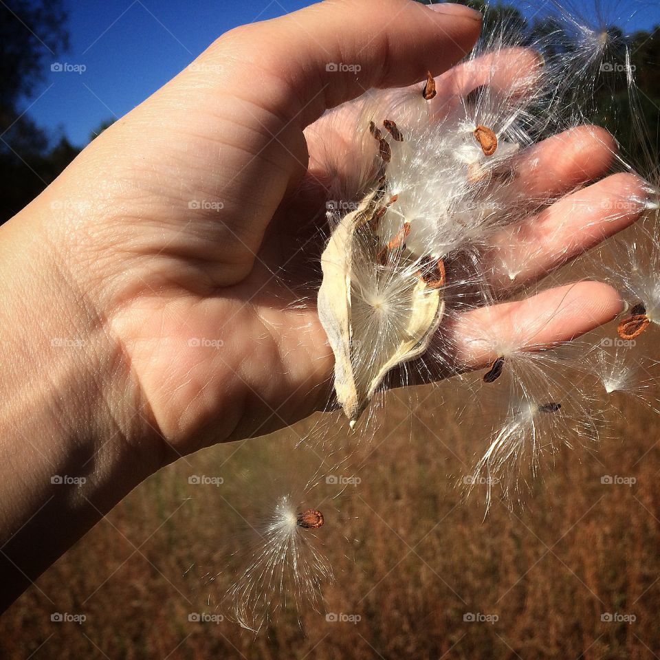 Milkweed planting. Planting milkweed for food for monarch butterfly caterpillar 