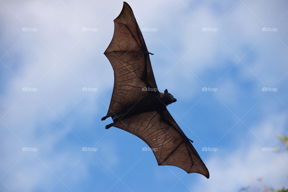 Flying Fox in Queensland