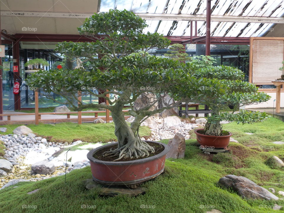bonsai, the big tree on small pot
