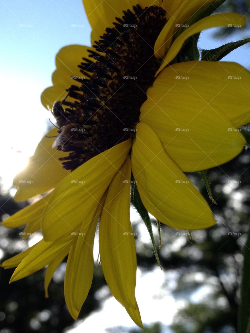 SUNFLOWER SINGLE HEAD