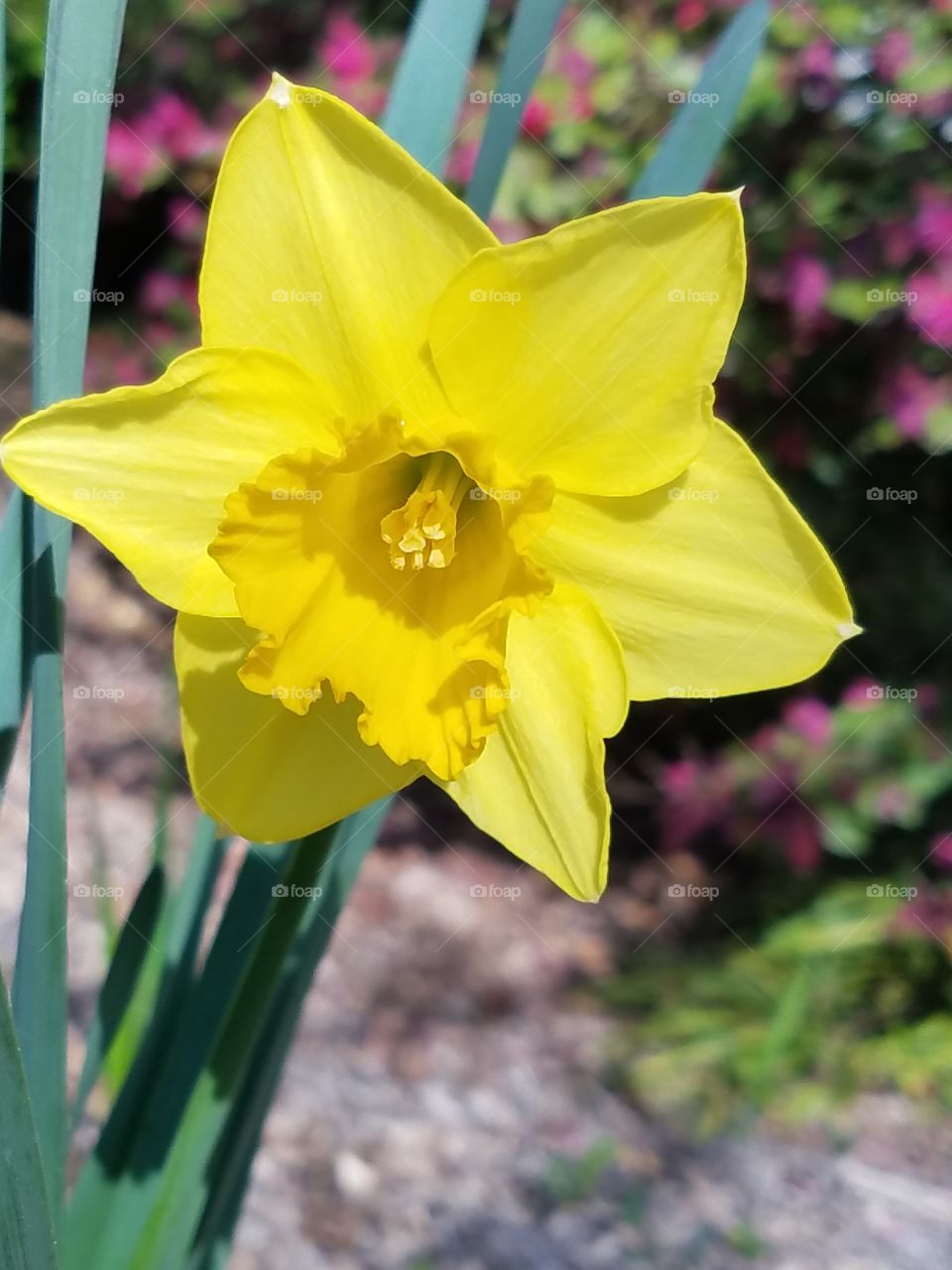 Daffodils