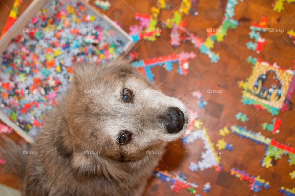 Puzzles with the pup