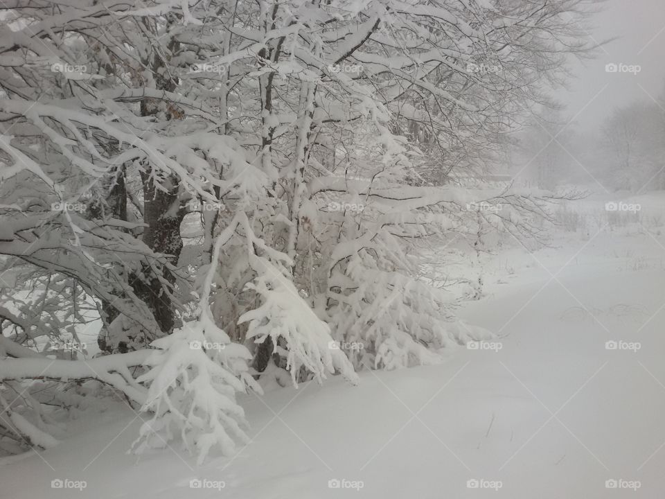 winter scene, snow, ice, cold, winter landscape