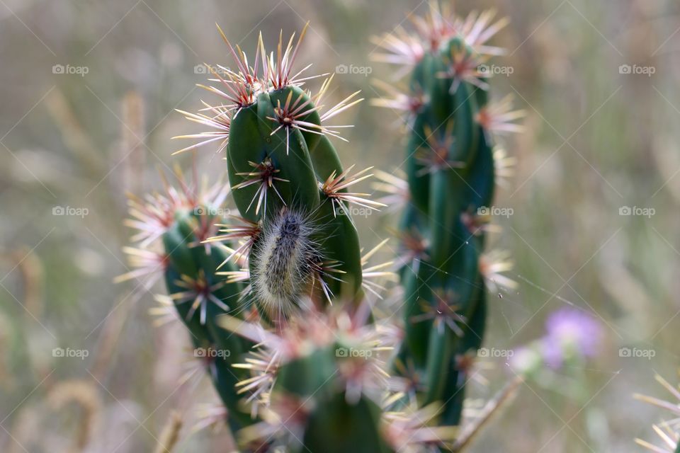 Fuzzy Caterpillar on Cactus 