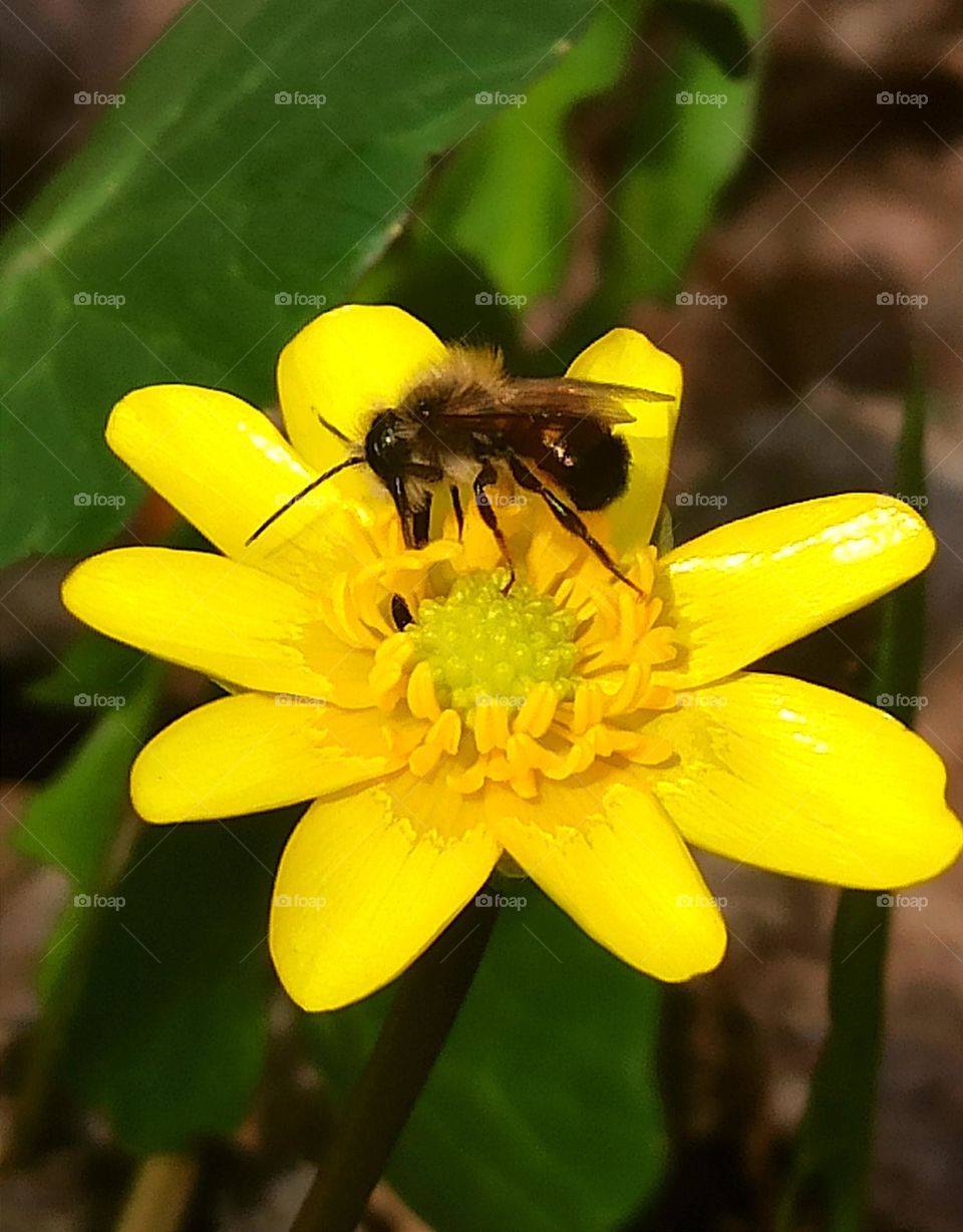 Bee on a yellow flower