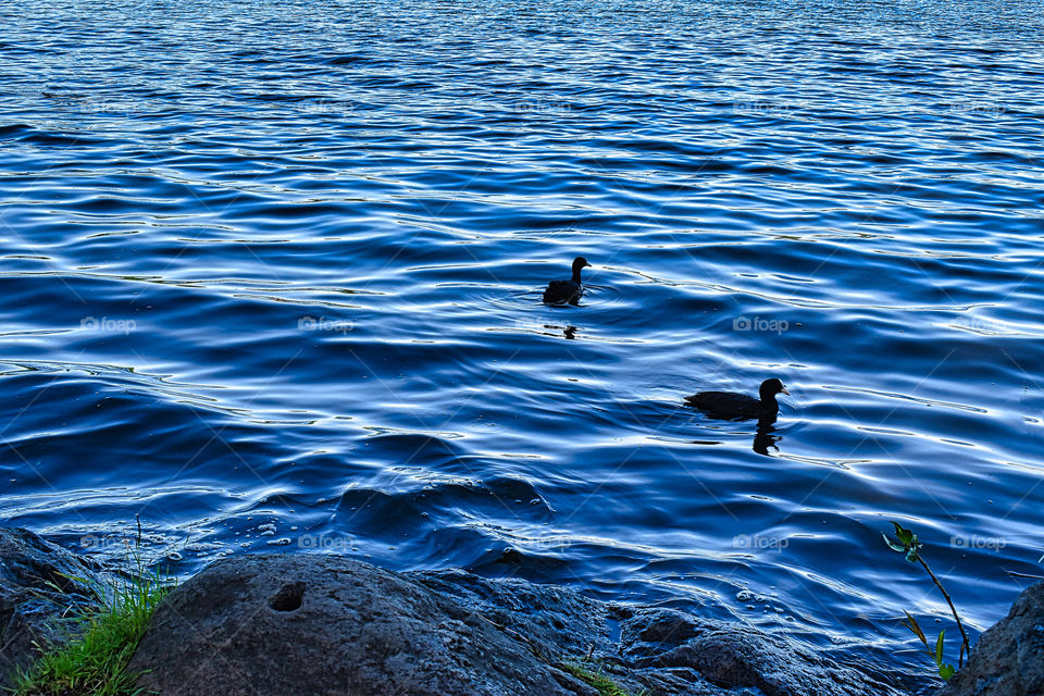 swimming ducks
