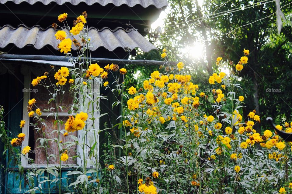 Yelow flowers