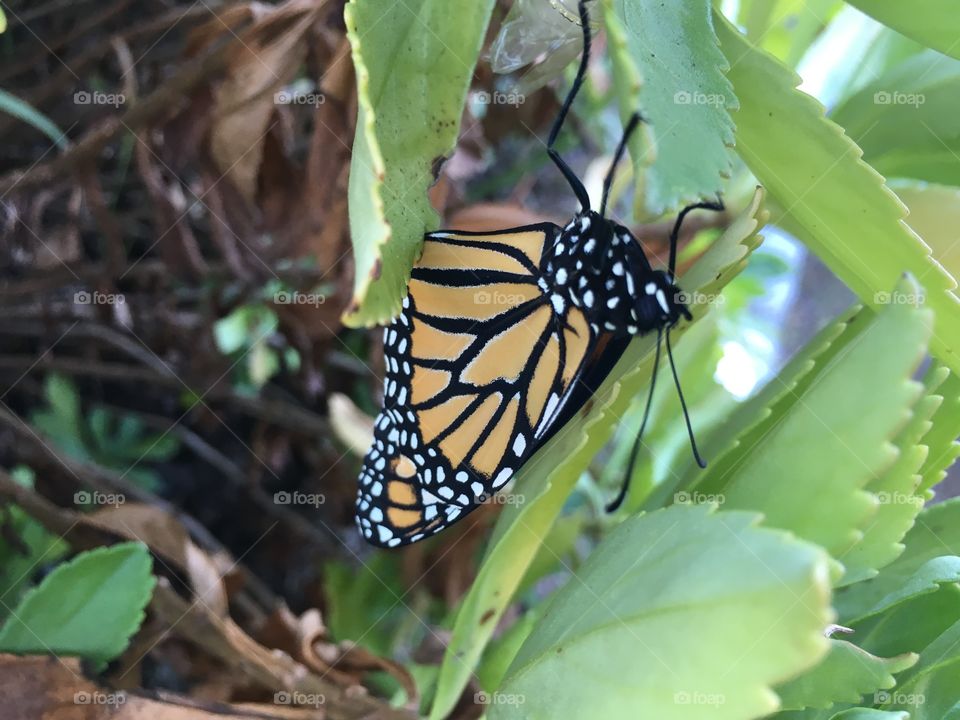 Monarch butterfly