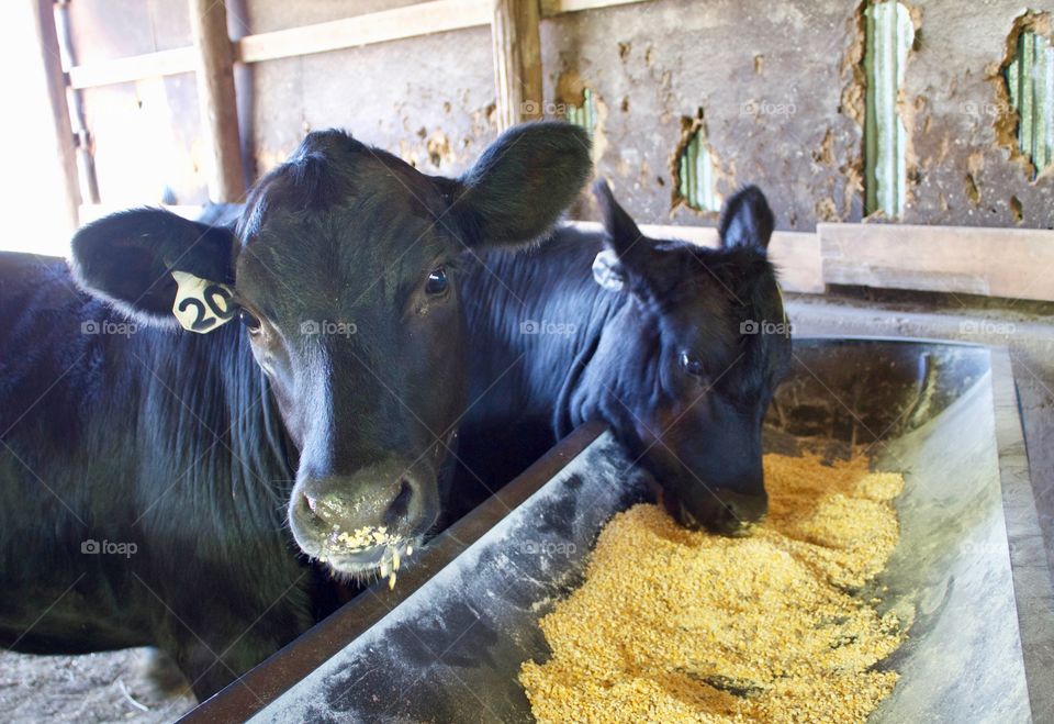 Headshot of two young heifers eating grain from a trough in a barn