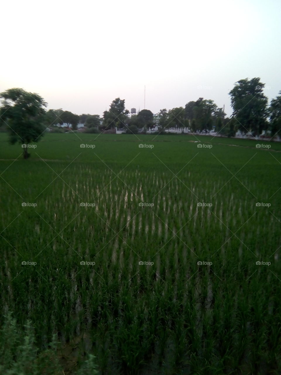 beautiful green field