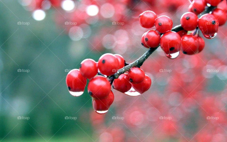 Beautiful red cherries