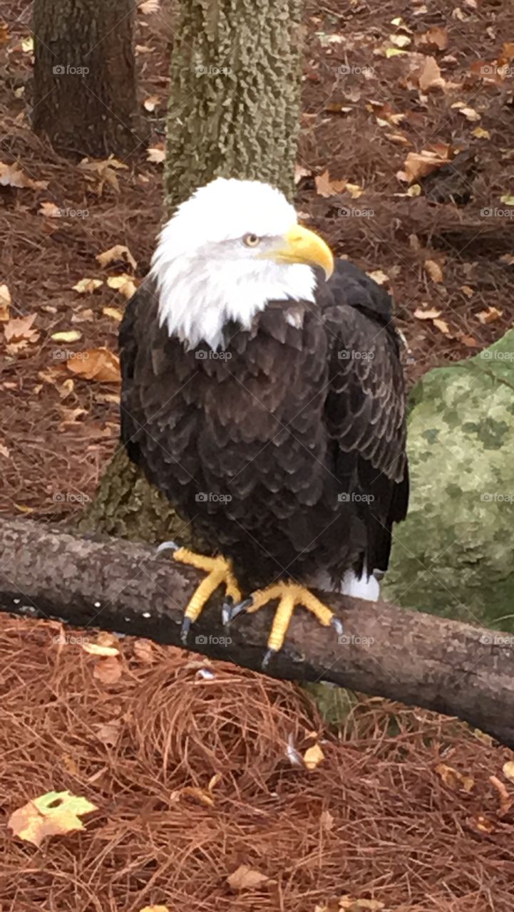 Close-up of a bald eagle