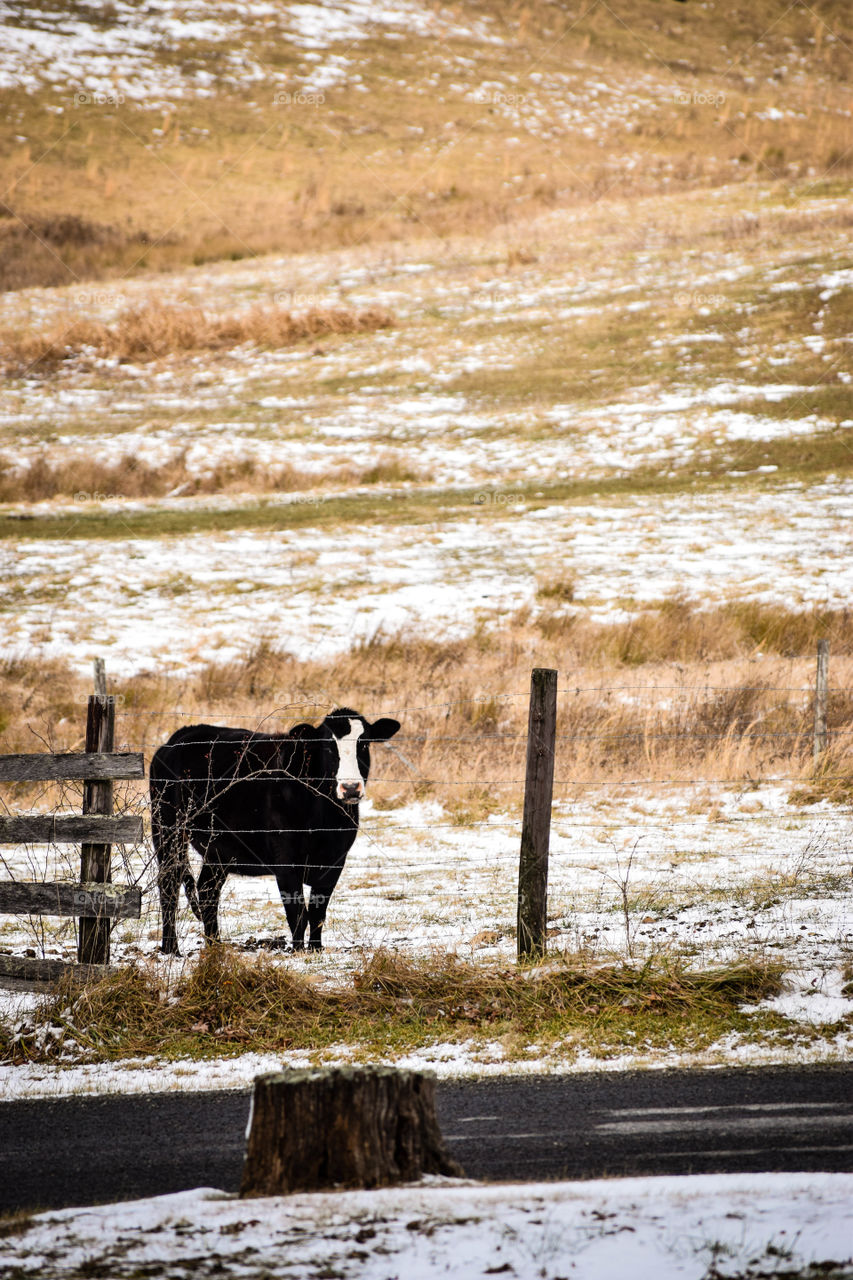 Cow in snow spotted field