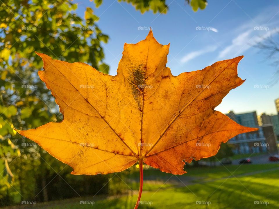 Maple Leaf 