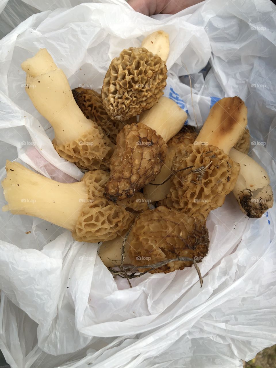 Morel, morel mushroom, mushroom, mushrooms fungus, edible, forage, foraging 