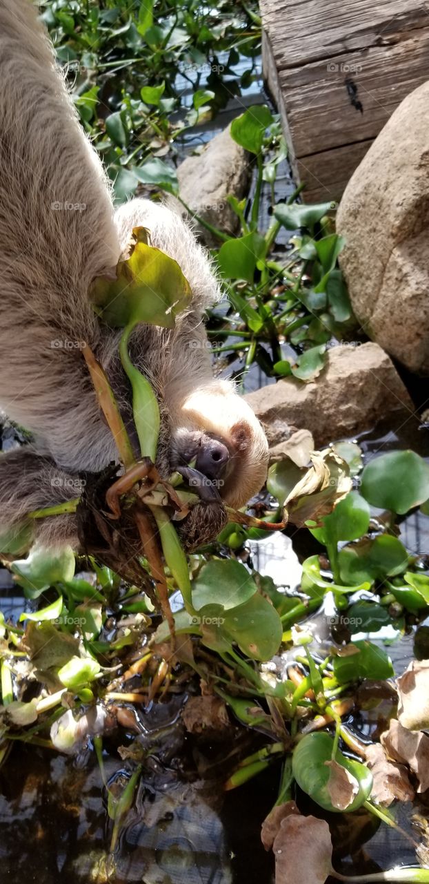 It is an adorable sloth letting its arms swing free down to get pond leaves to eat. What an extraordinary leg muscle strength! (Taken in Kobe Zoo)