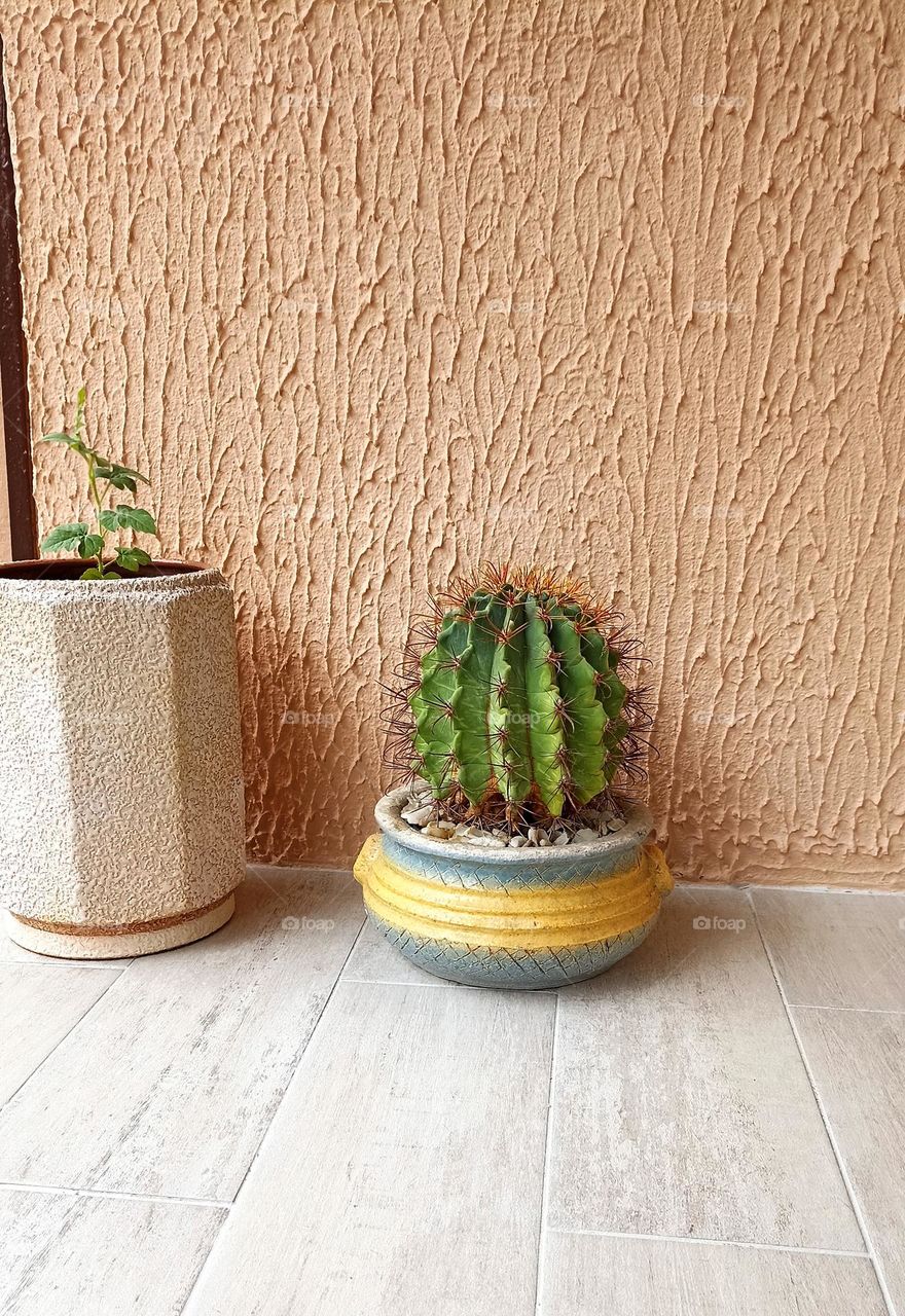 house plants in pots on a wall background, hobbies