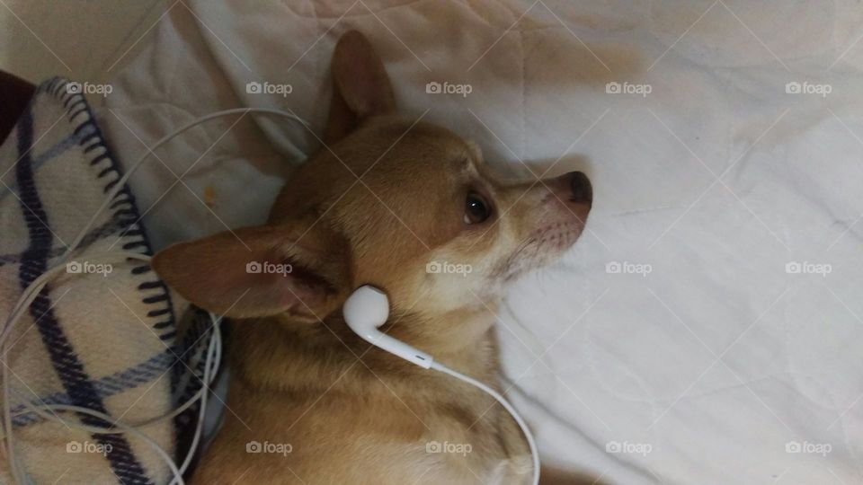 Doggie with earphones