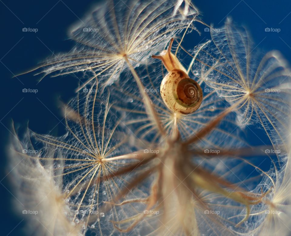 Snail in dandelion 