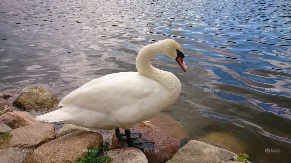 Swan 