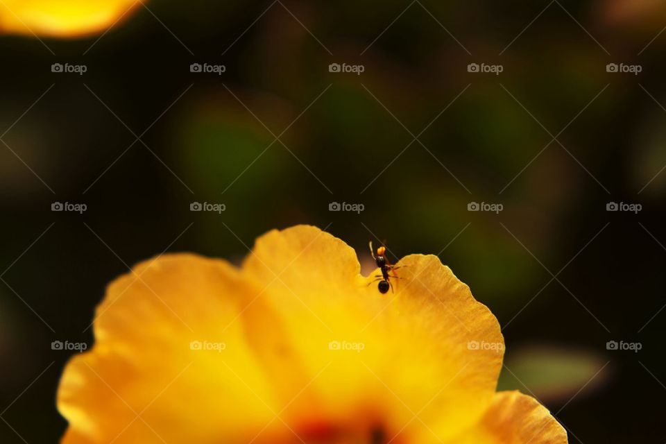 Ant leaving flower with pollen