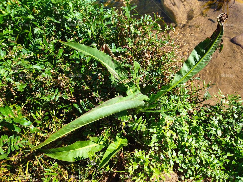 Plant, herb and water