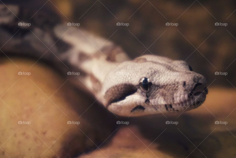 Snake boa