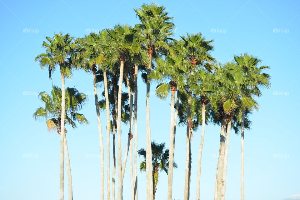 Stand of Palms