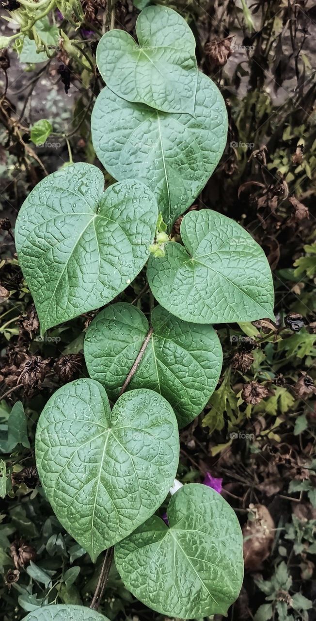 Heart-shaped leaves. Ipomoea purpurea 💚