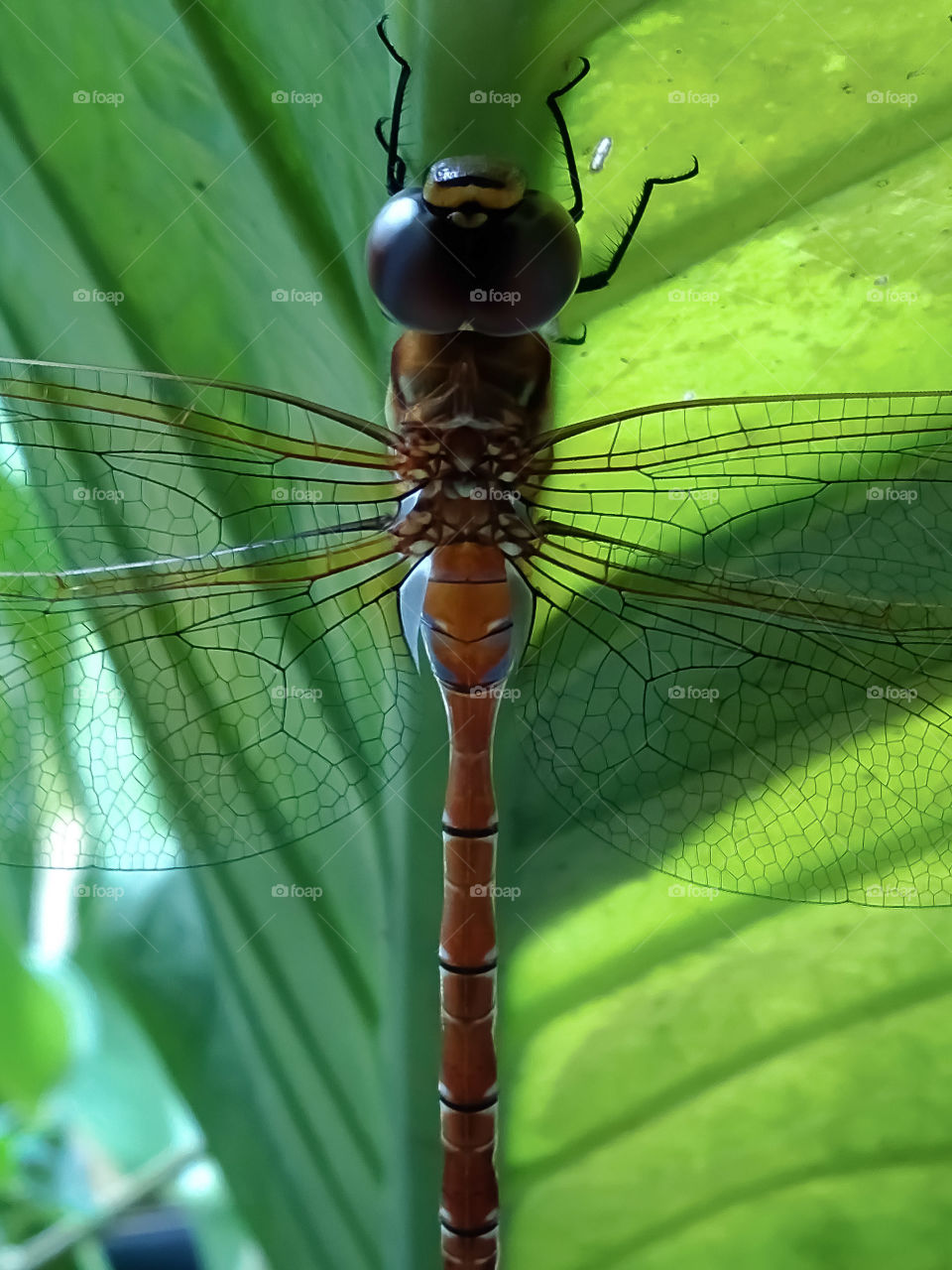dragonflies are behind the leaves