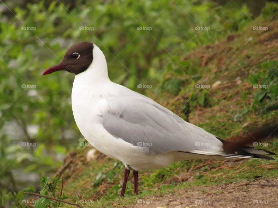 seagull