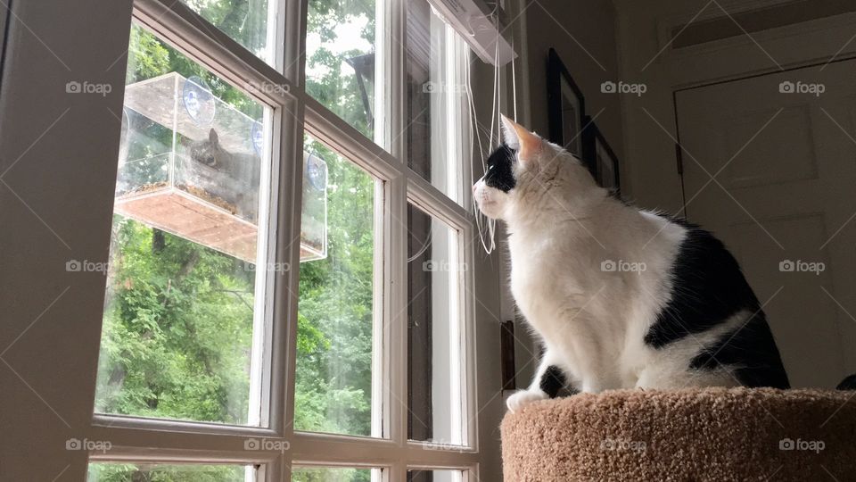 Cat watching squirrel.