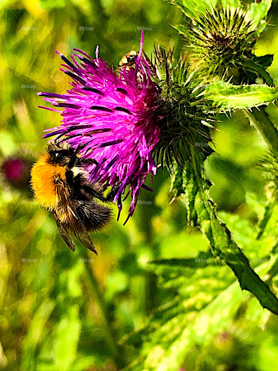 Bumble bee working on! 
