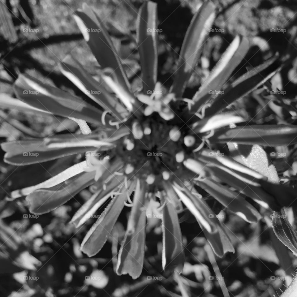 Flower on ack and white. 